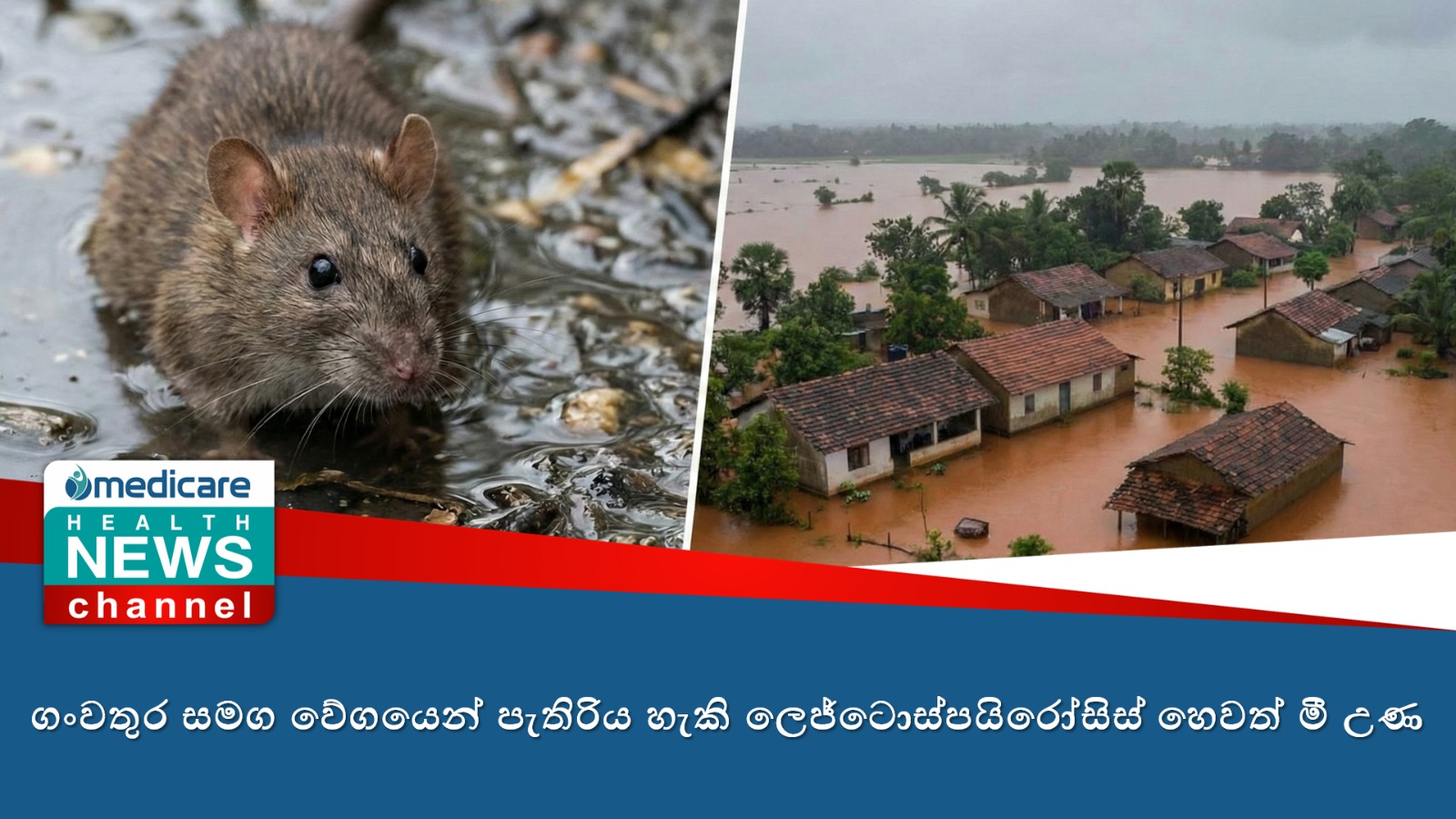ගංවතුර සමග වේගයෙන් පැතිරිය හැකි ලෙජ්ටොස්පයිරෝසිස් හෙවත් මී උණ
